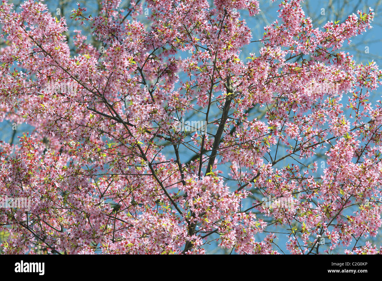 Pink ornamental cherry spring blossom against blue sky Stock Photo