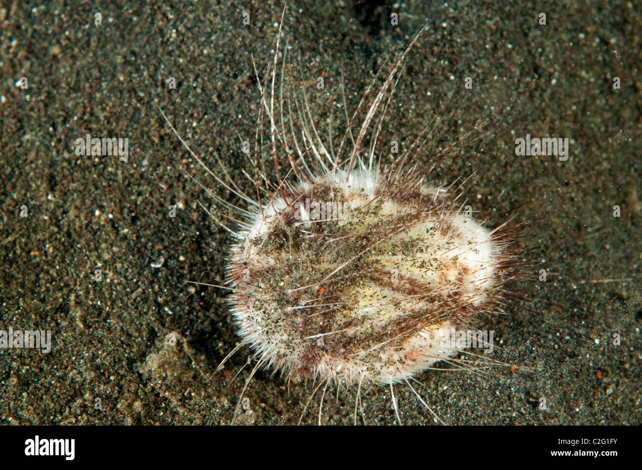 Sea urchin, Lovenia sp., Sulawesi Indonesia. Stock Photo