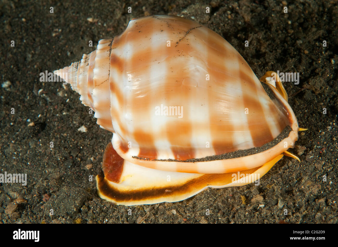 Helmet shell, Phalium bandatum, Sulawesi Indonesia. Stock Photo