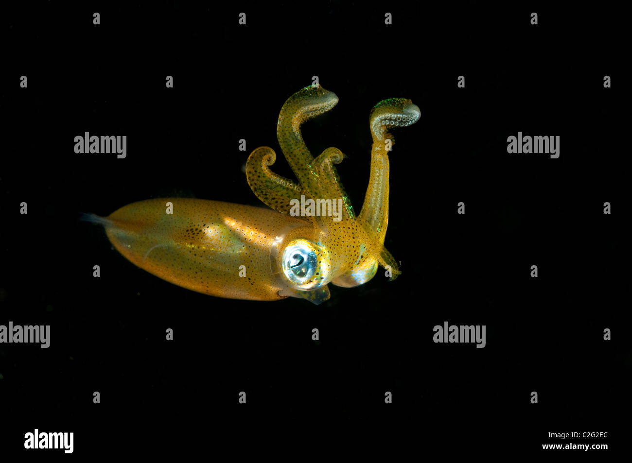 Bigfin reef squid, Sepioteuthis lessoniana, Sulawesi Indonesia. Stock Photo