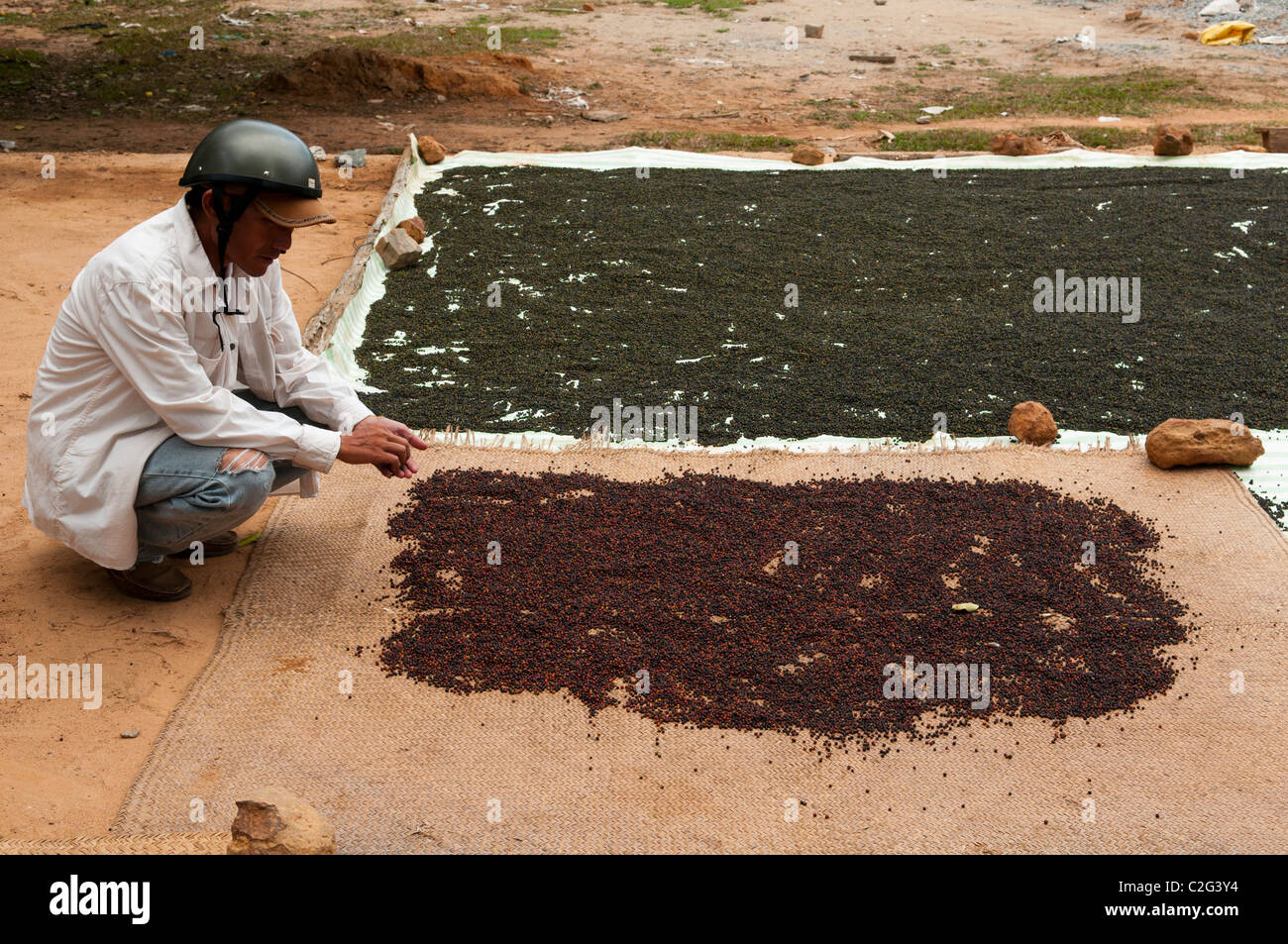 fresh peppercorns on Phu Quoc Island in Vietnam Stock Photo Alamy