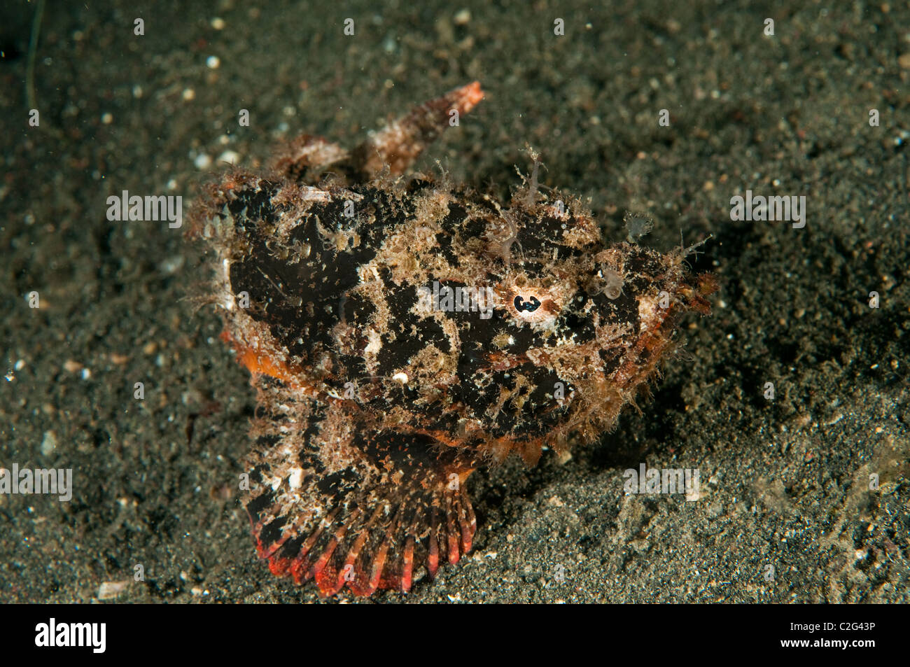 Bandtail scorpionfish, Scorpaenopsis neglecta, Sulawesi Indonesia. Stock Photo