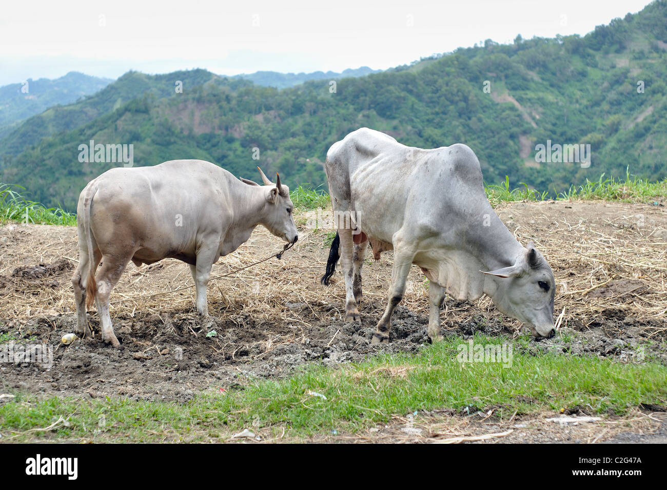 Beef cattle central asia hires stock photography and images Alamy
