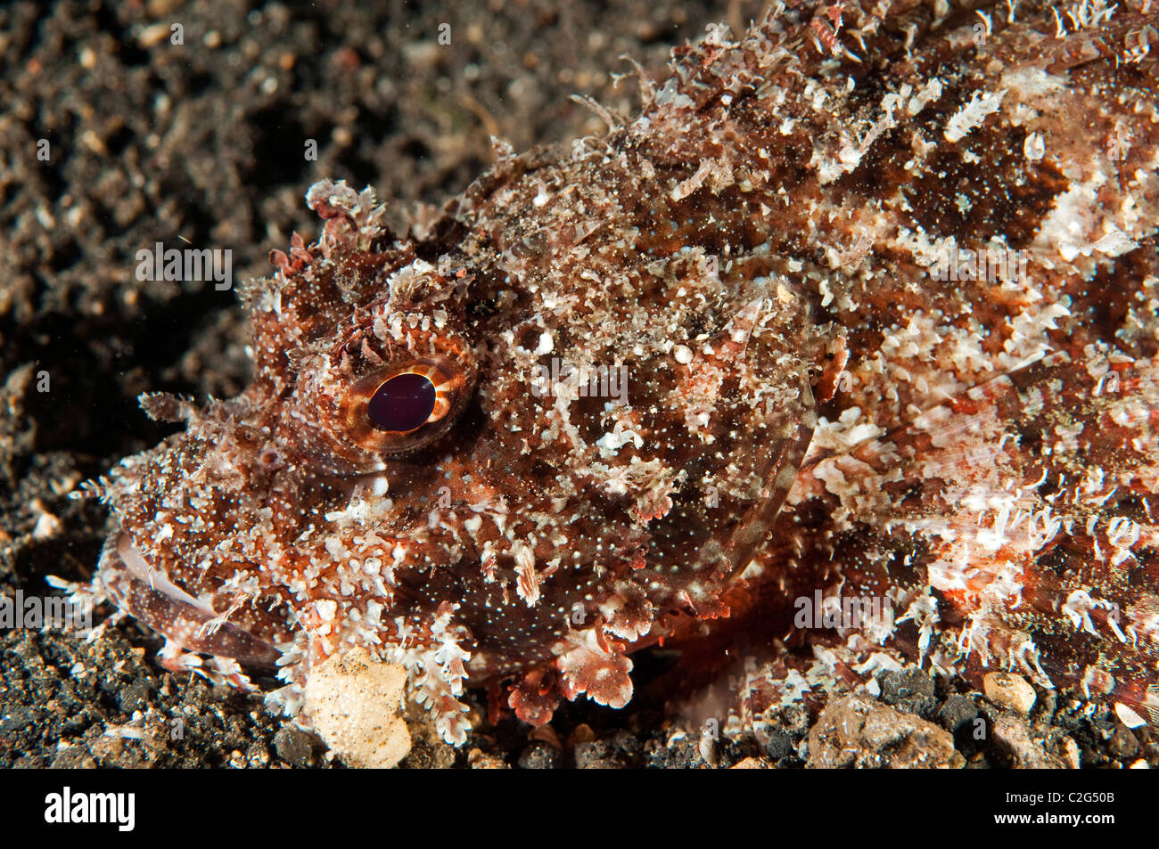 Raggy scorpionfish, Scorpaenopsis venosa, Sulawesi Indonesia. Stock Photo