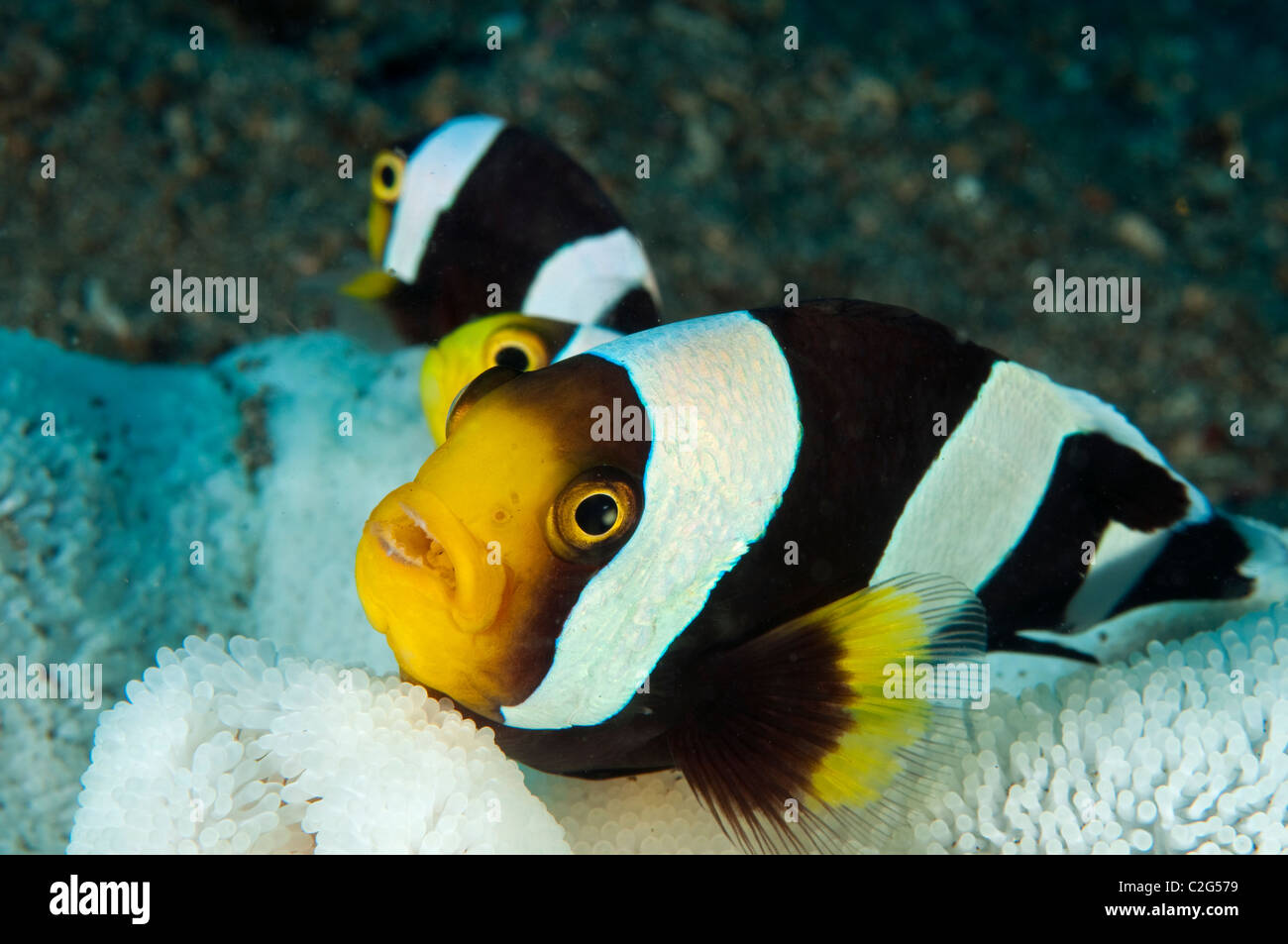 Saddleback anemonefish, Amphiprion polymnus, in a bleached anemone Sulawesi Indonesia. Stock Photo