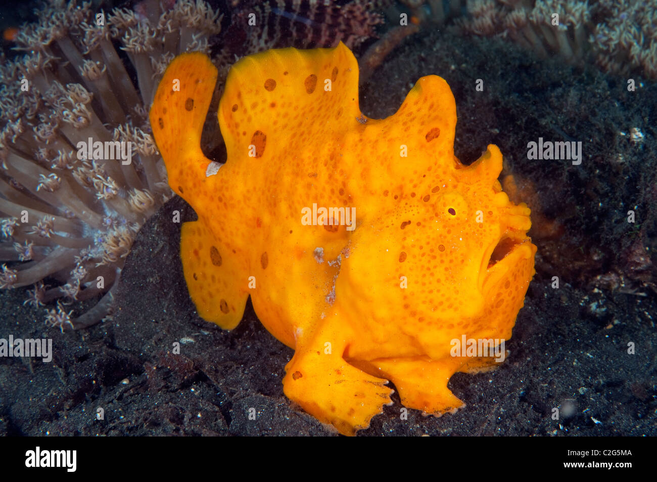 Giant frogfish, Antennarius commersoni, Sulawesi Indonesia. Stock Photo