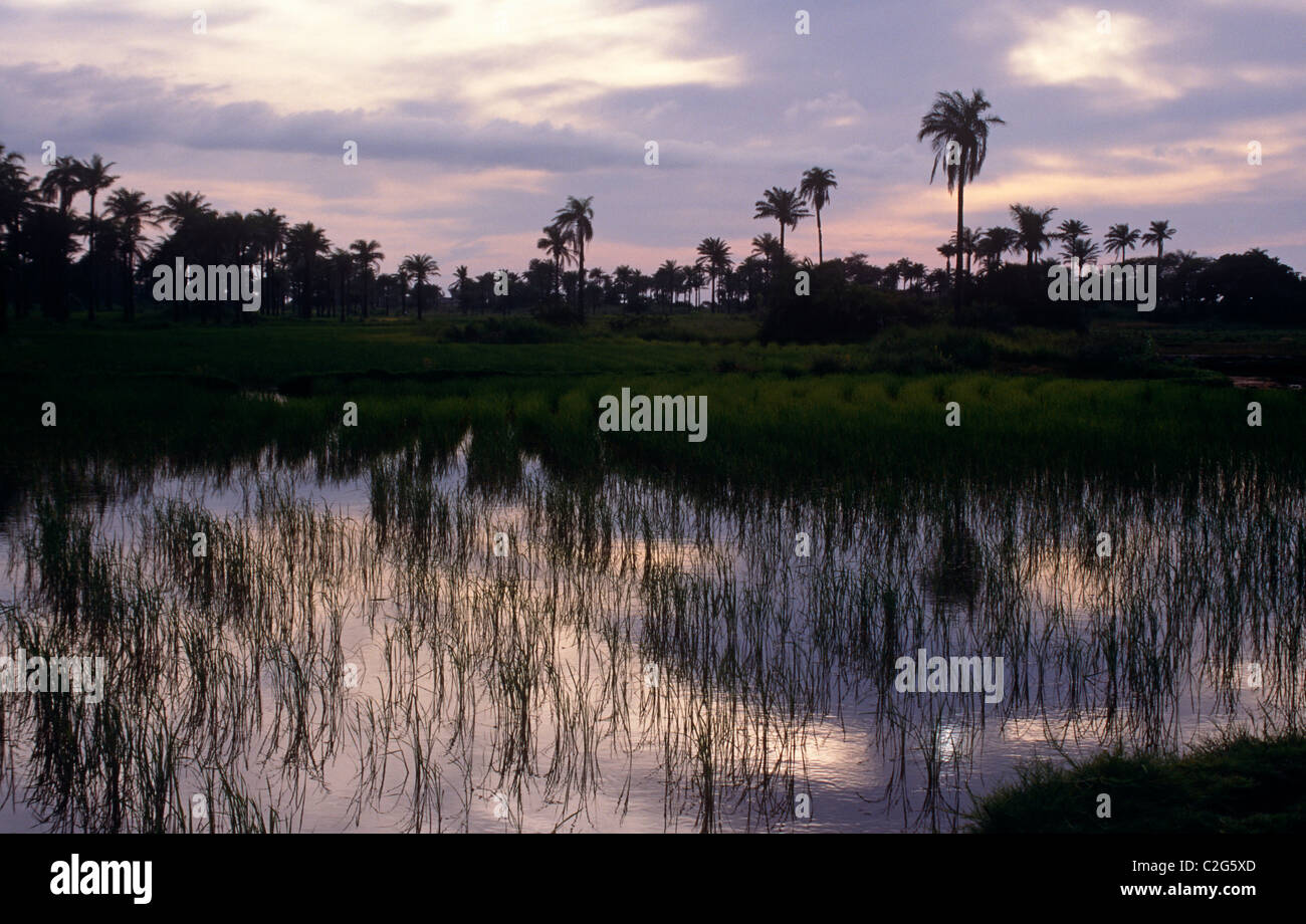Rice Fields Gambia Stock Photo Alamy