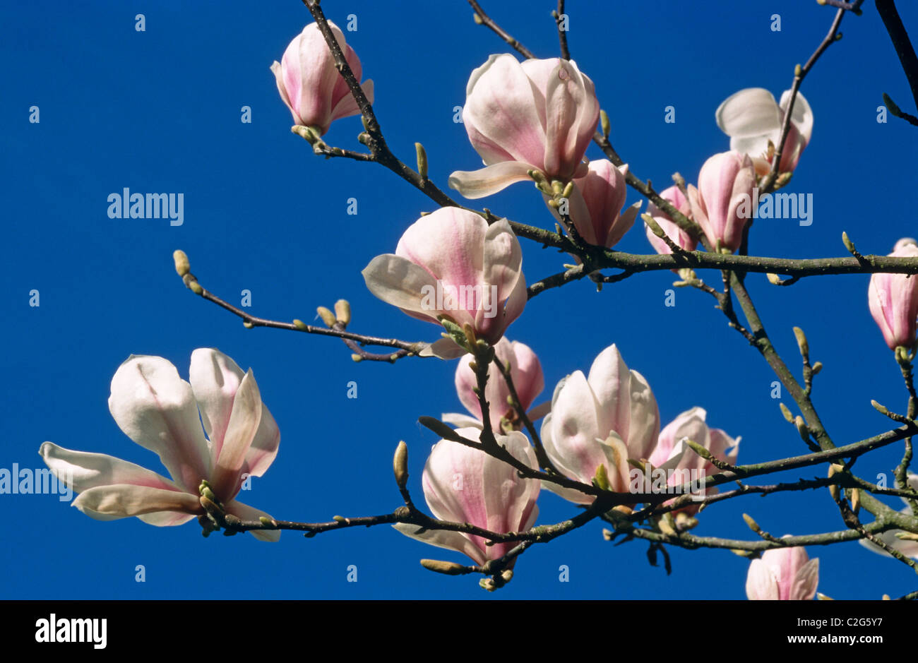 Campbell's Magnolia (Magnolia campbellii) is a species of Magnolia that grows in sheltered valleys in the Himalaya from eastern Stock Photo