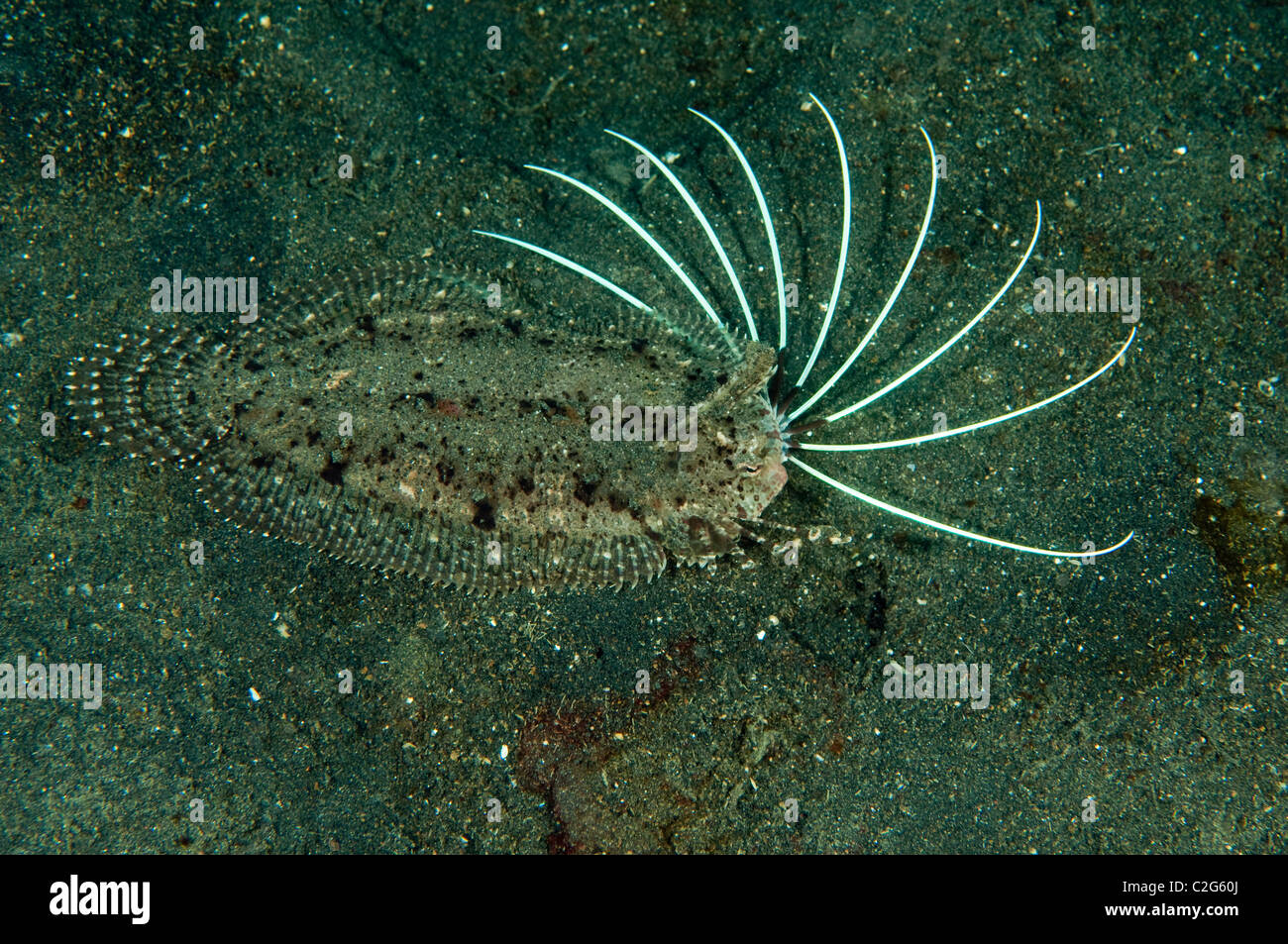 Cockatoo flounder, Samaris cristatus, Sulawesi Indonesia. Stock Photo