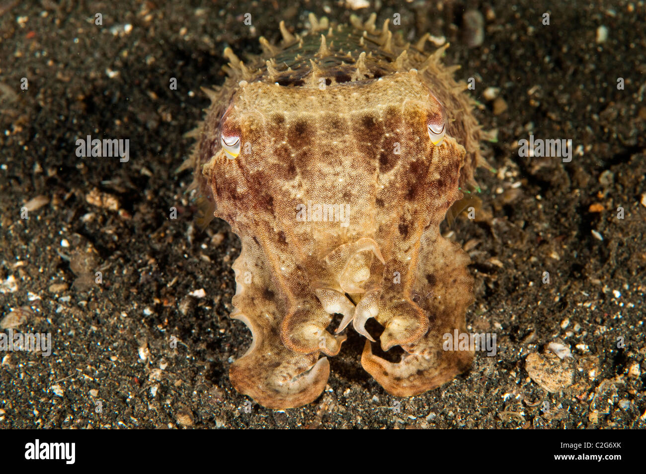 Cuttlefish, Sepia latimanus, Sulawesi Indonesia. Stock Photo