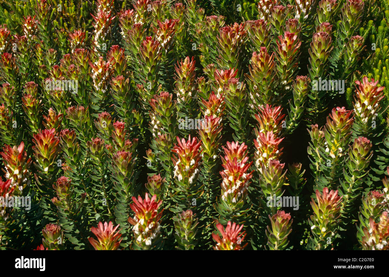 Wild Flowers  South Africa Stock Photo