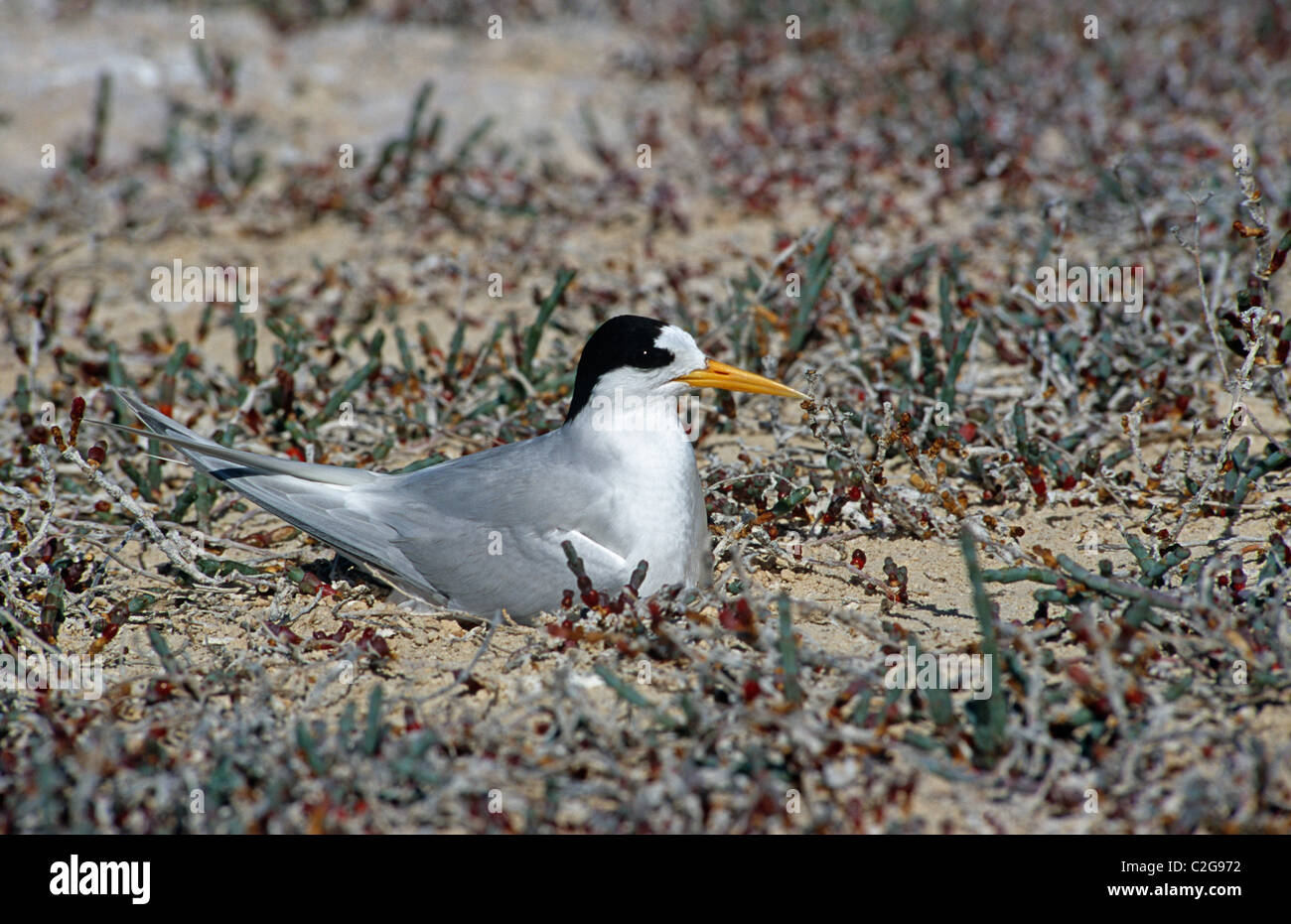 Australian bird nest hires stock photography and images Alamy