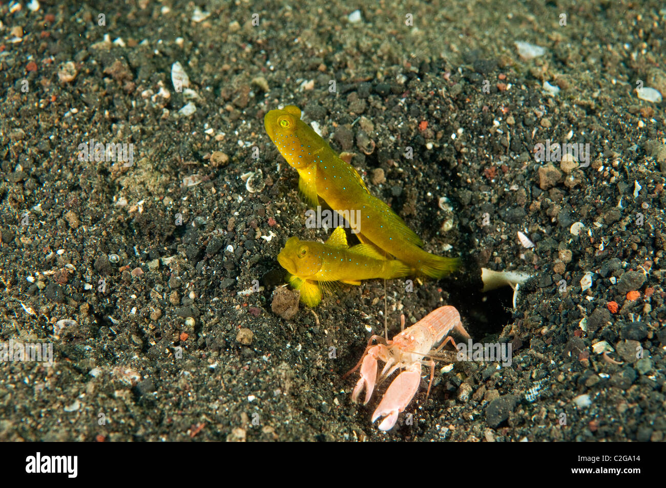 Banded shrimpgoby, Cryptocentrus cinctus, and shrimp, Alpheus sp., Sulawesi Indonesia. Stock Photo