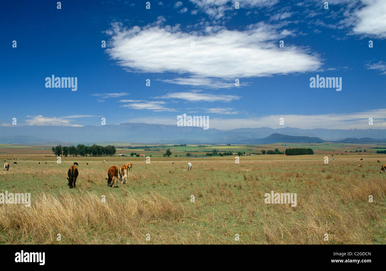 Farming Natal South Africa Stock Photo - Alamy