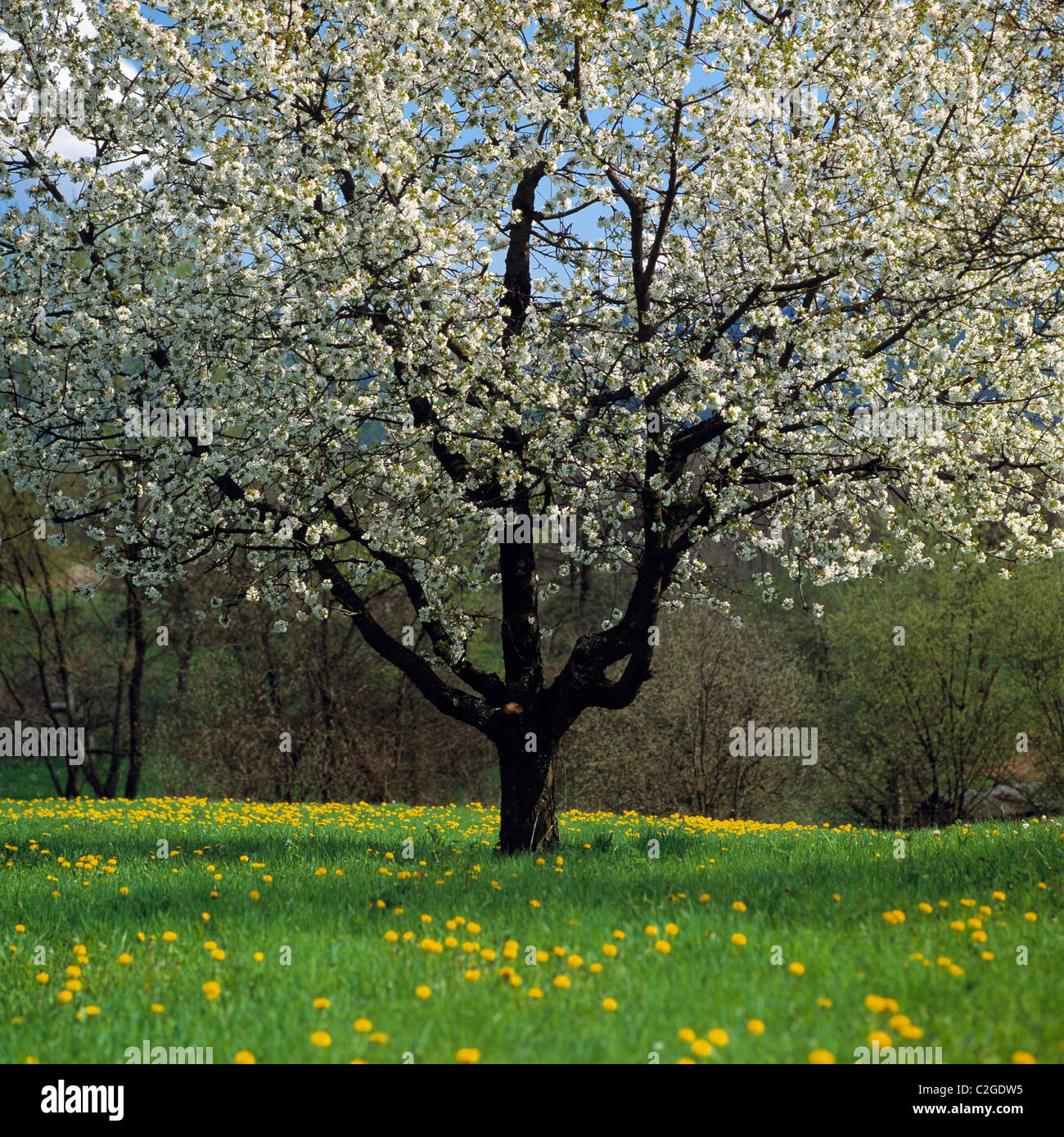 Jahreszeiten, Fruehling, Obstanbau, bluehender Obstbaum auf einer