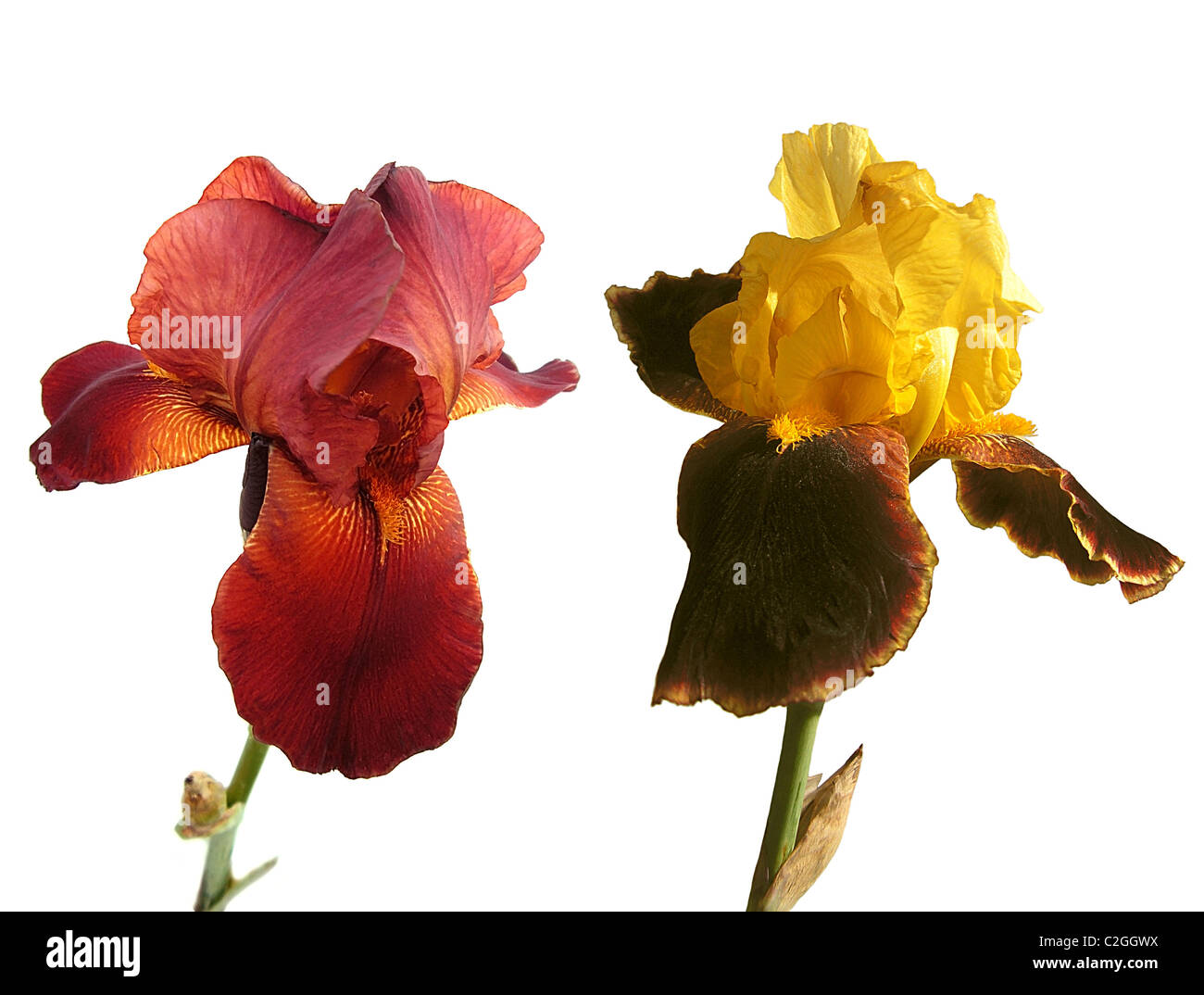 Two iris hi-res stock photography and images - Alamy