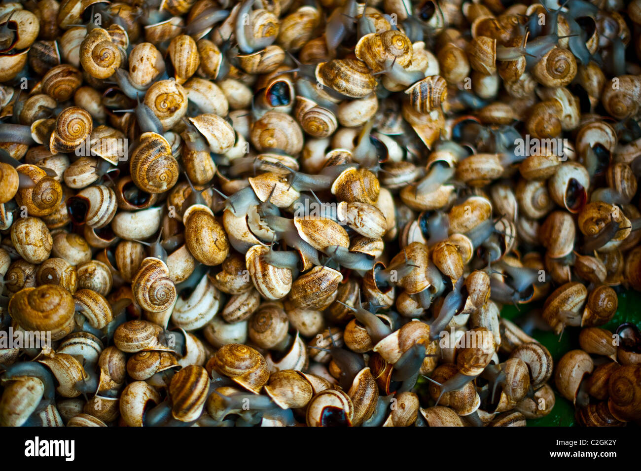 Cooking snails on sale in a market stall Stock Photo Alamy