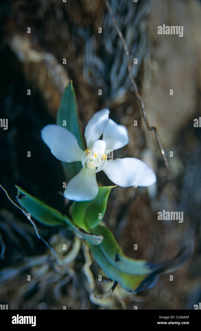 Rainforest Plant Queensland Australia Stock Photo Alamy