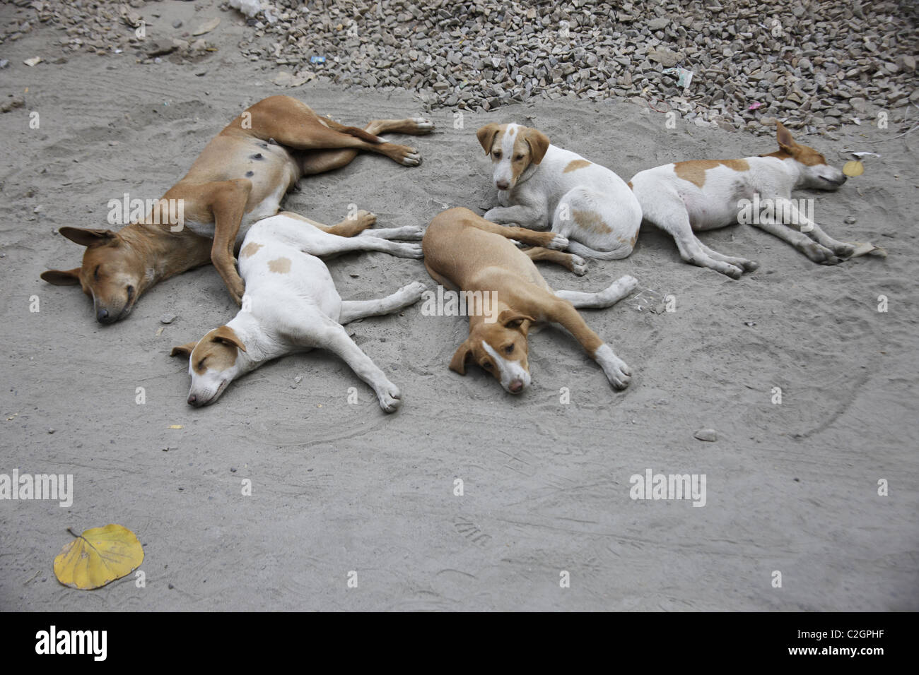 IND, India,20110310, pack of dogs Stock Photo