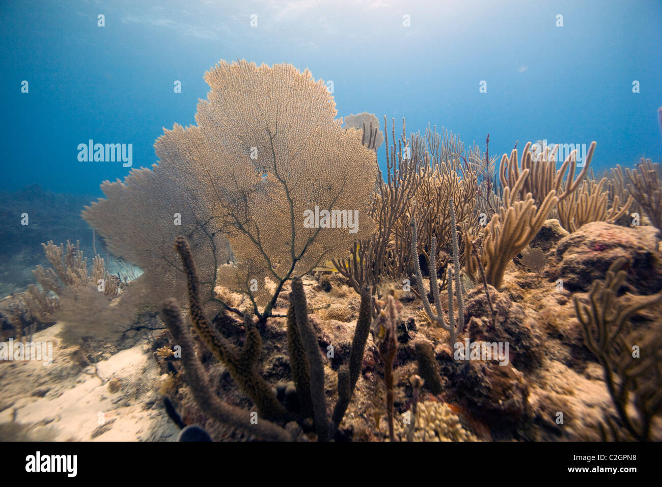 Common sea fan 'Gorgonia flabellum' in the Caribbean Sea near English Harbour, Antigua. Stock Photo