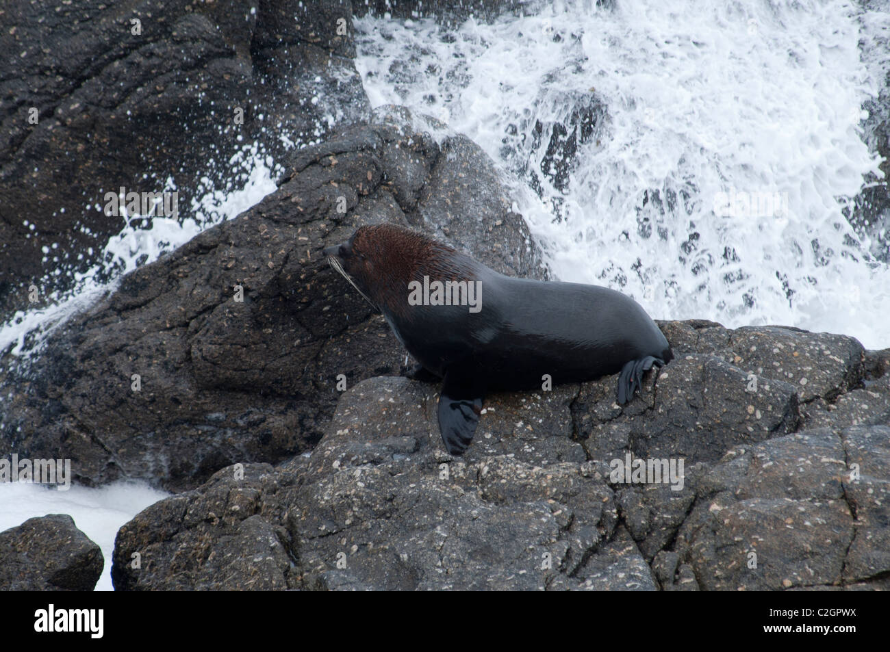 New Zealand Fur Seals rest always on rocky coastline.  Neuseeländische Seebären ruhen immer an Felsküsten. Stock Photo