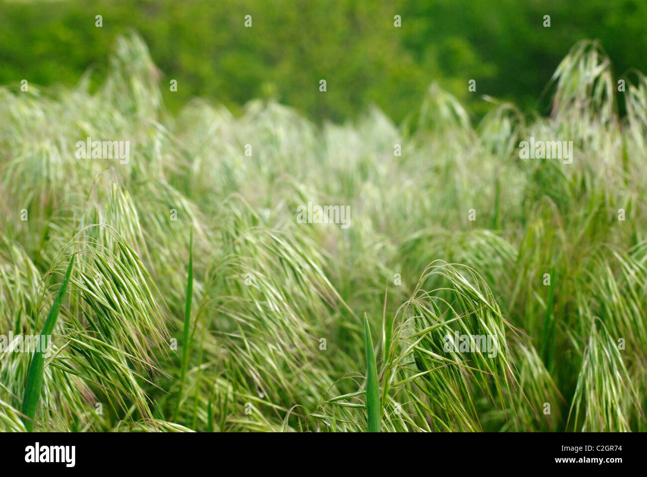 seeds of green grass. Closeup Stock Photo Alamy