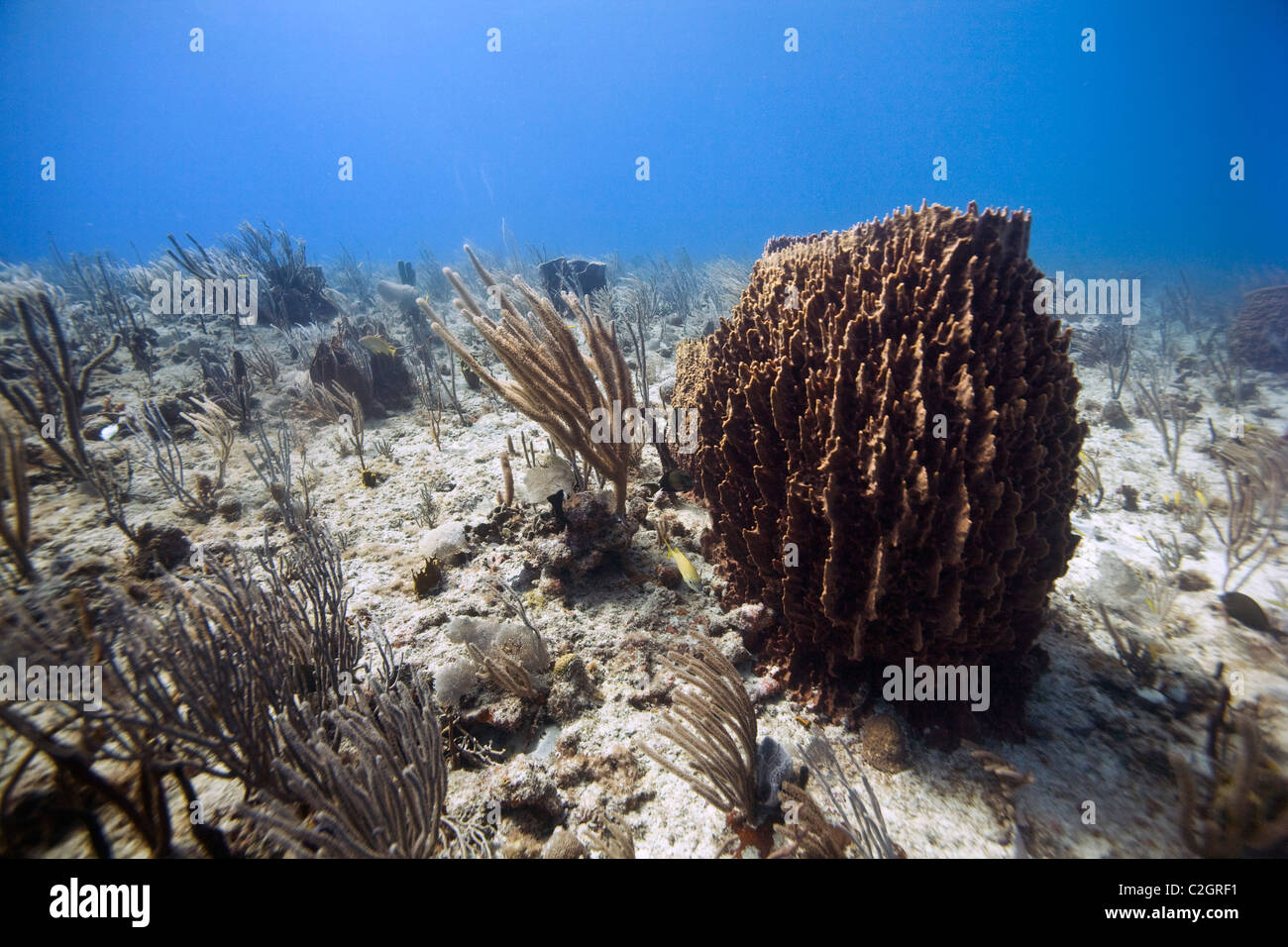 Diving out of English Harbour, Antigua. Giant barrel sponge, Xestospongia muta Stock Photo