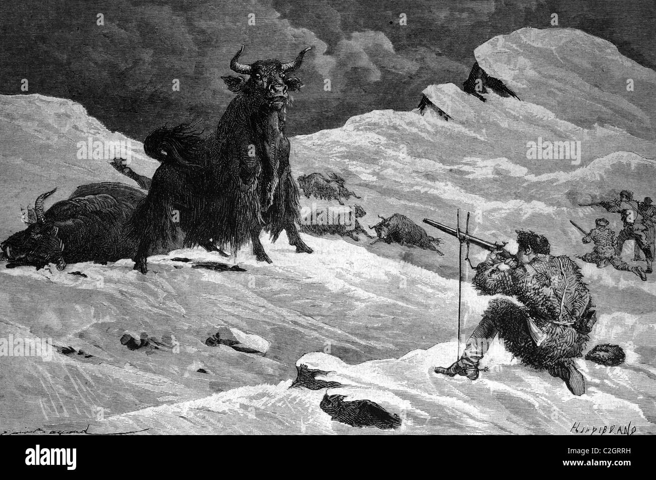 Hunting for wild yaks, historical illustration, circa 1886 Stock Photo