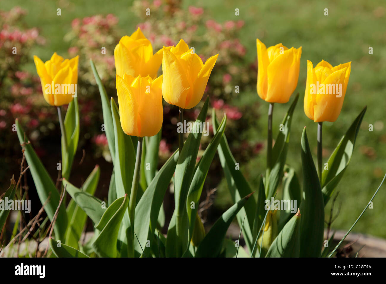 Yellow tulips flowering in spring Stock Photo