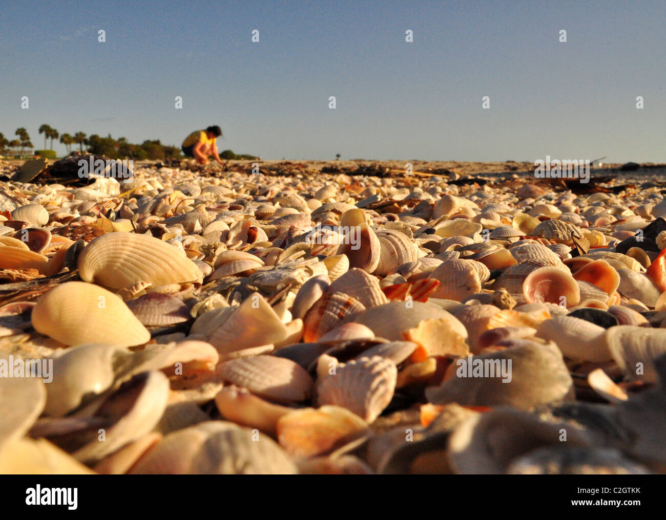 Collecting Sea Shells Stock Photo Alamy