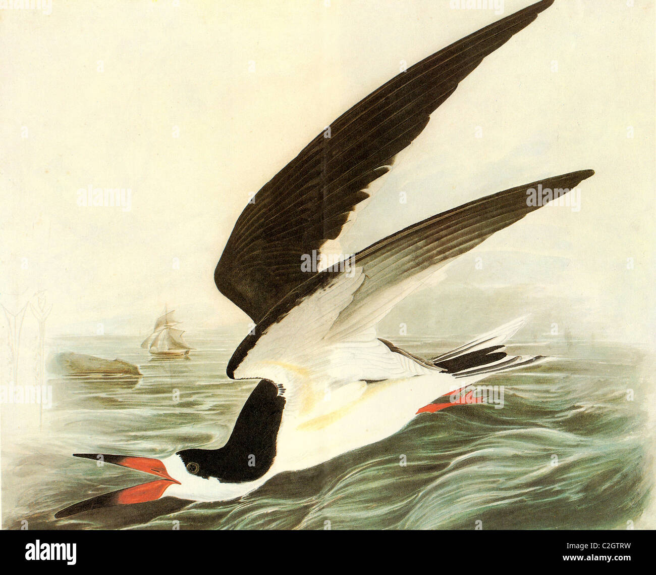 Skimmer audubon birds of america hires stock photography and images