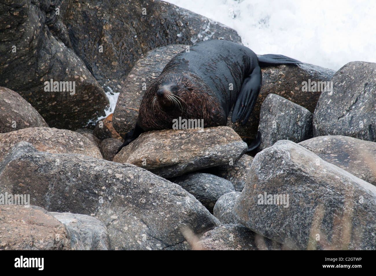 New Zealand Fur Seals rest always on rocky coastline.  Neuseeländische Seebären ruhen immer an Felsküsten. Stock Photo