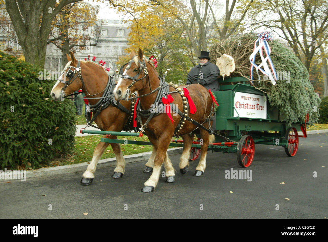 The White House Blue Room Christmas Tree is delivered by the National