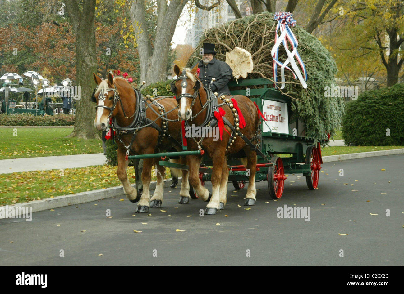 The White House Blue Room Christmas Tree is delivered by the National
