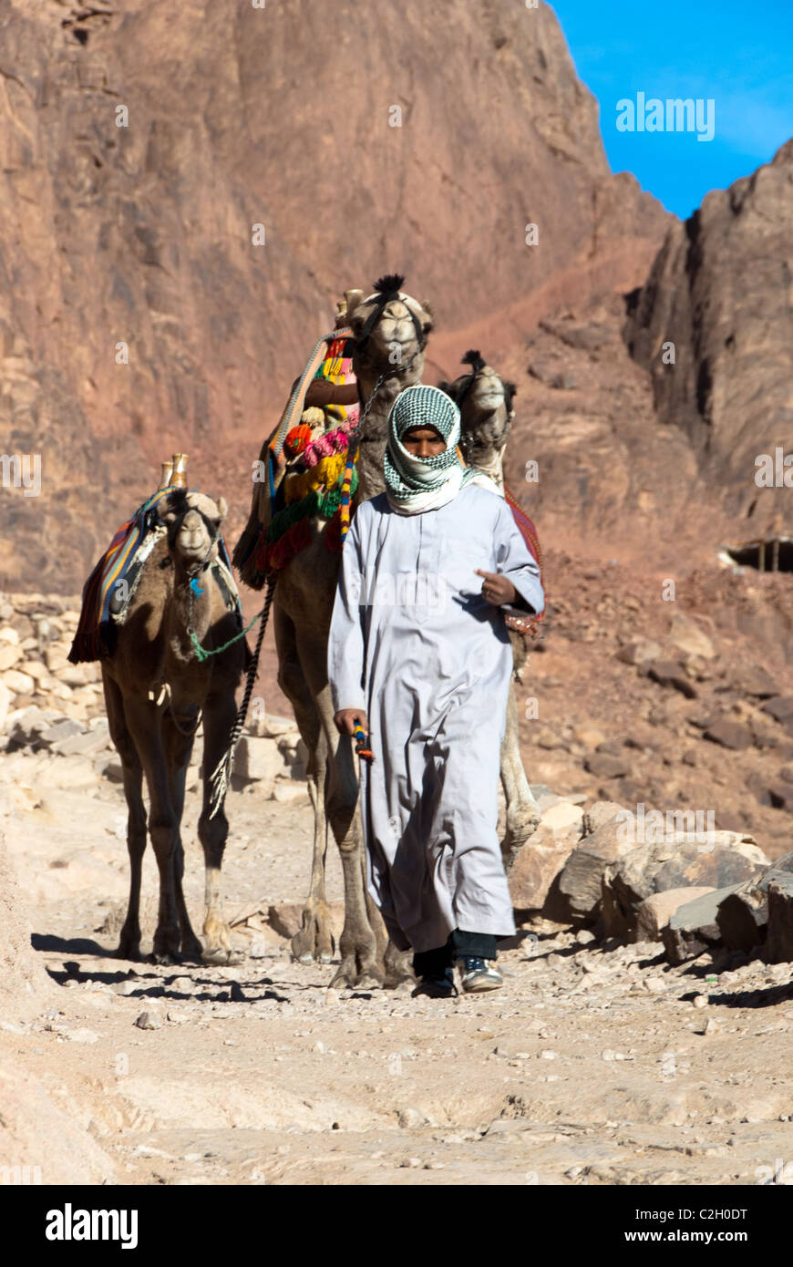 Jebelia bedouin descending mount Sinai with his camels - Sinai Mountains - Sinai Peninsula, Egypt Stock Photo