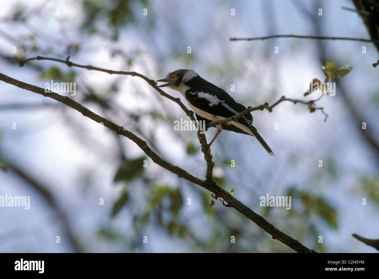 White helmet / plumed / long-crested helmet shrike (Prionops plumata: Prionopidae) in savannah, South Africa Stock Photo