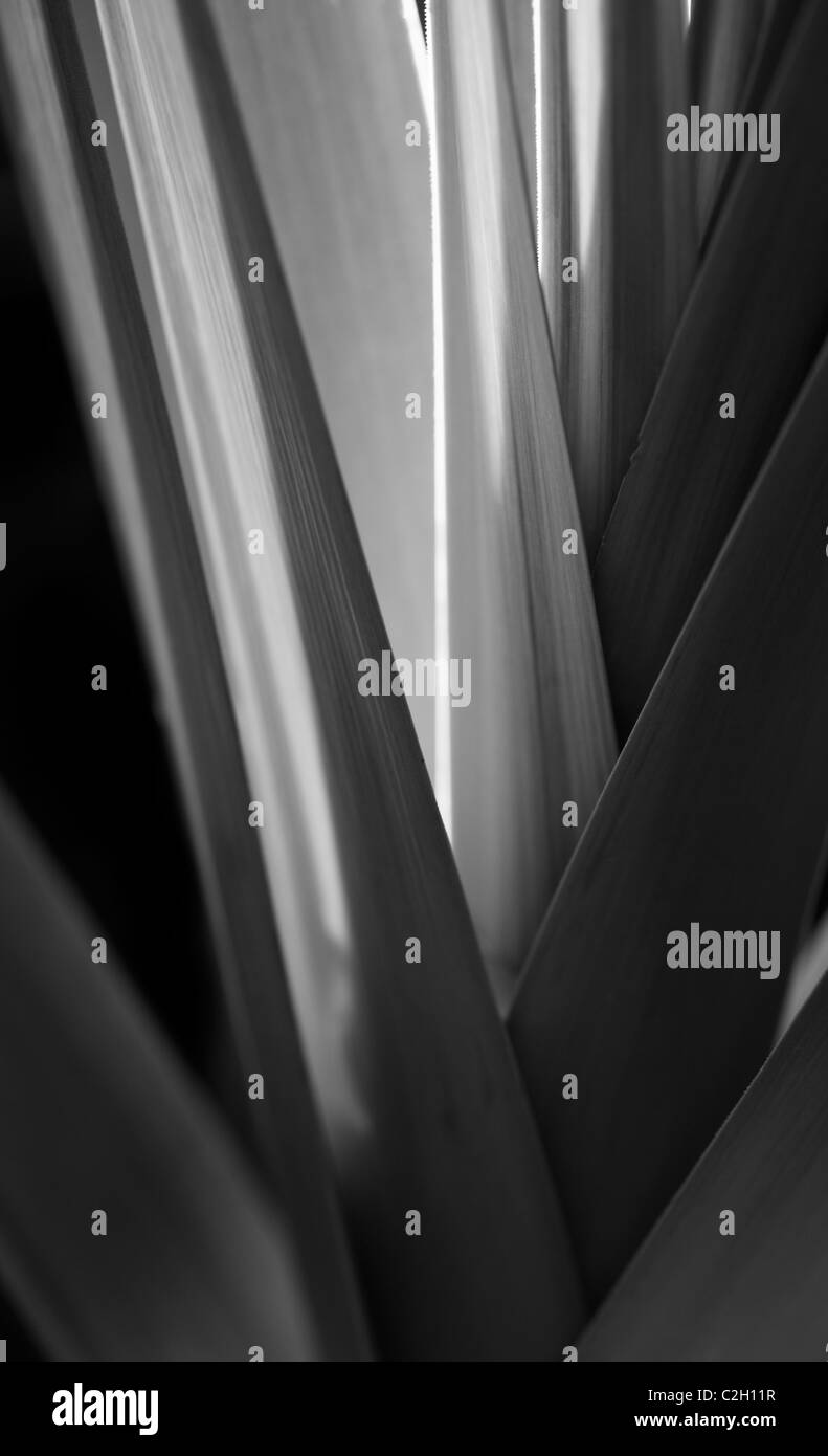 The leaves of leeks with light shining through them. Stock Photo