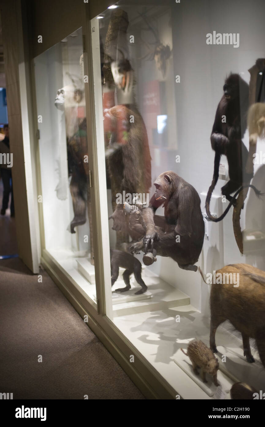 Cambridge university museum of zoology hi-res stock photography and ...