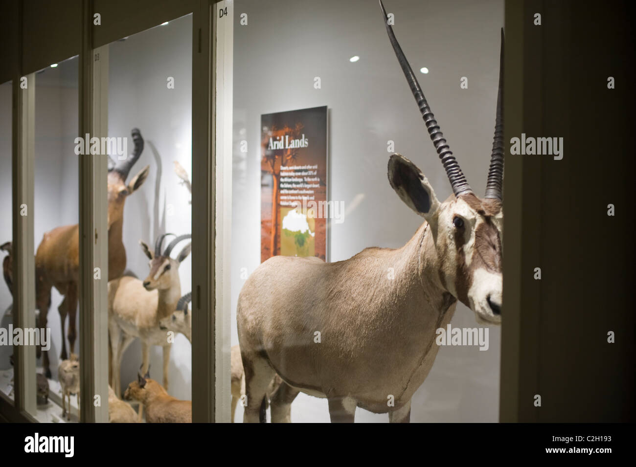 Cambridge university museum of zoology hi-res stock photography and ...
