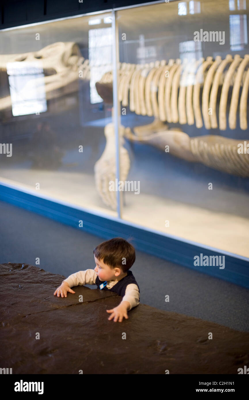Two year old Hispanic boy touches fossil exhibit of dinosaur footprints. Romer Hall, Harvard Museum of Natural History Stock Photo