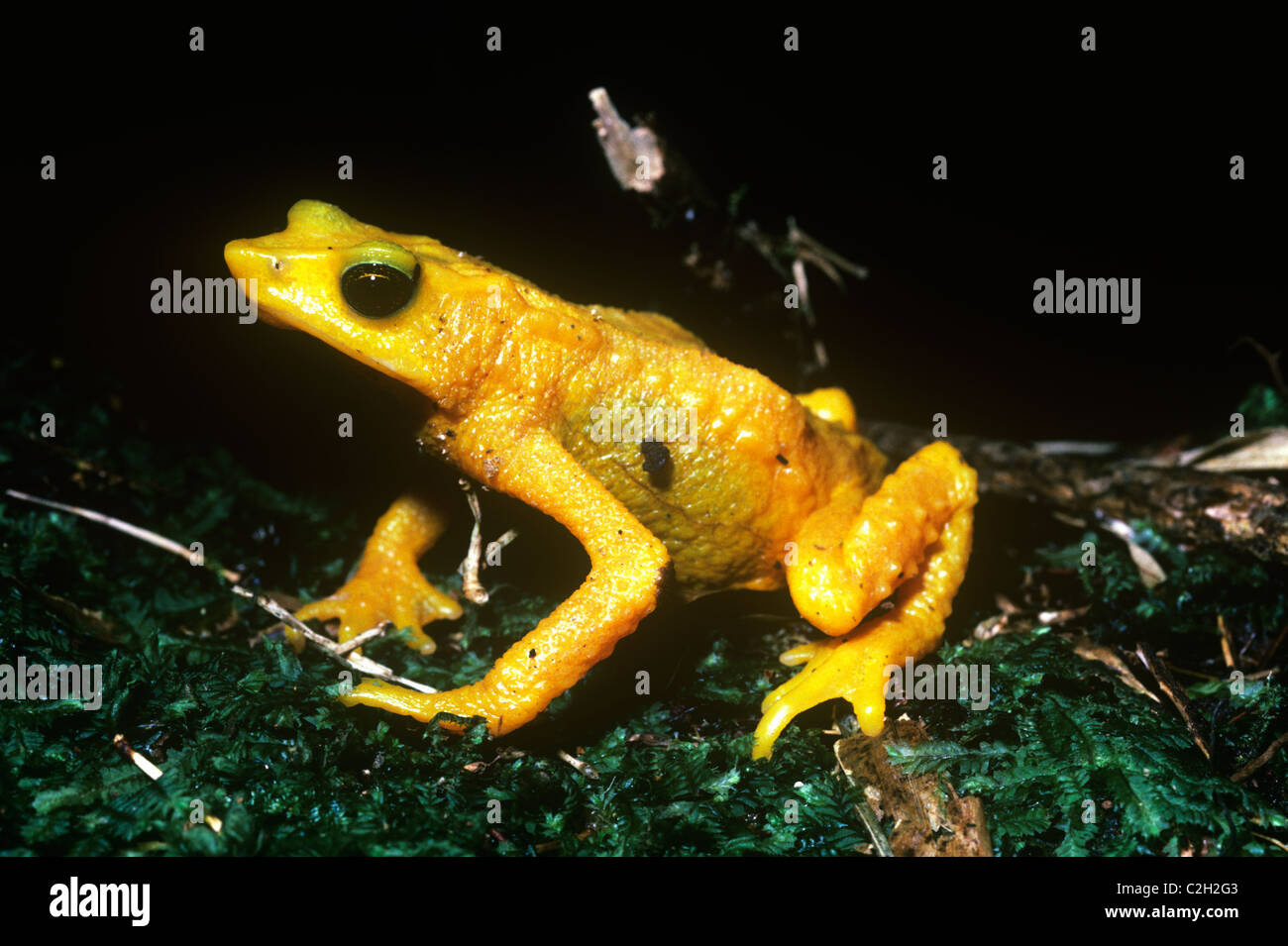 Red-nosed stub-footed toad / Yellow harlequin frog (Atelopus oxyrhynchus: Bufonidae), warningly coloured diurnal in rainforest. Stock Photo