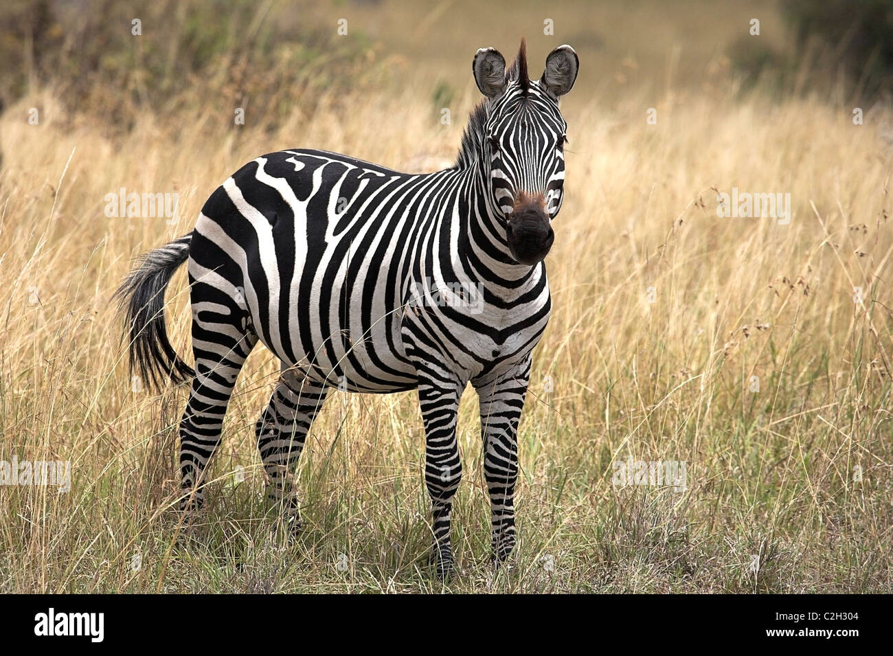 Зебра какой звук. Masai Mara Zebra. Зебра Берчелл. Зебры в саванне. Звуки зебр.