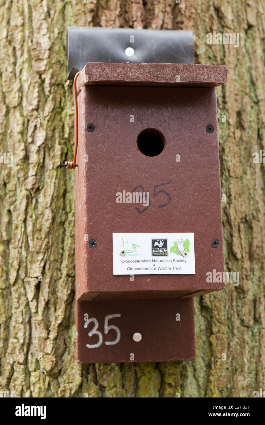 Bird box for nesting birds in the Gloucestershire Wildlife Trust Nature Reserve at Betty Daws Wood near Dymock, Gloucestershire UK Stock Photo