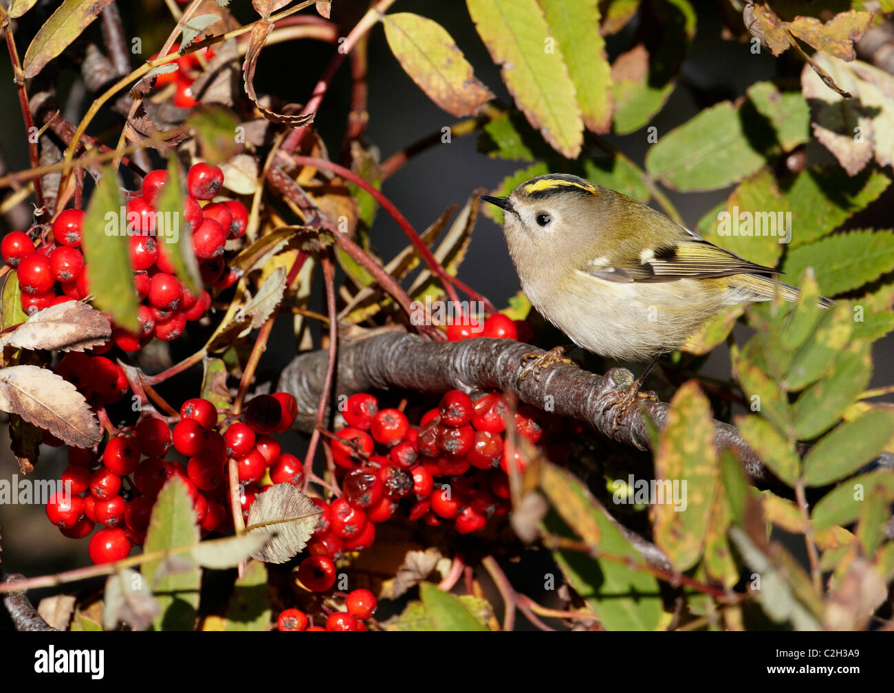 Goldcrest (Regulus regulus), adult perched in a fruiting Rowan. Stock Photo