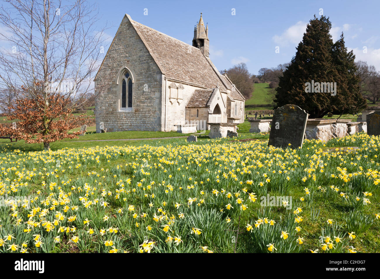 Daffodils in springtime at the church of St John the Baptist in the