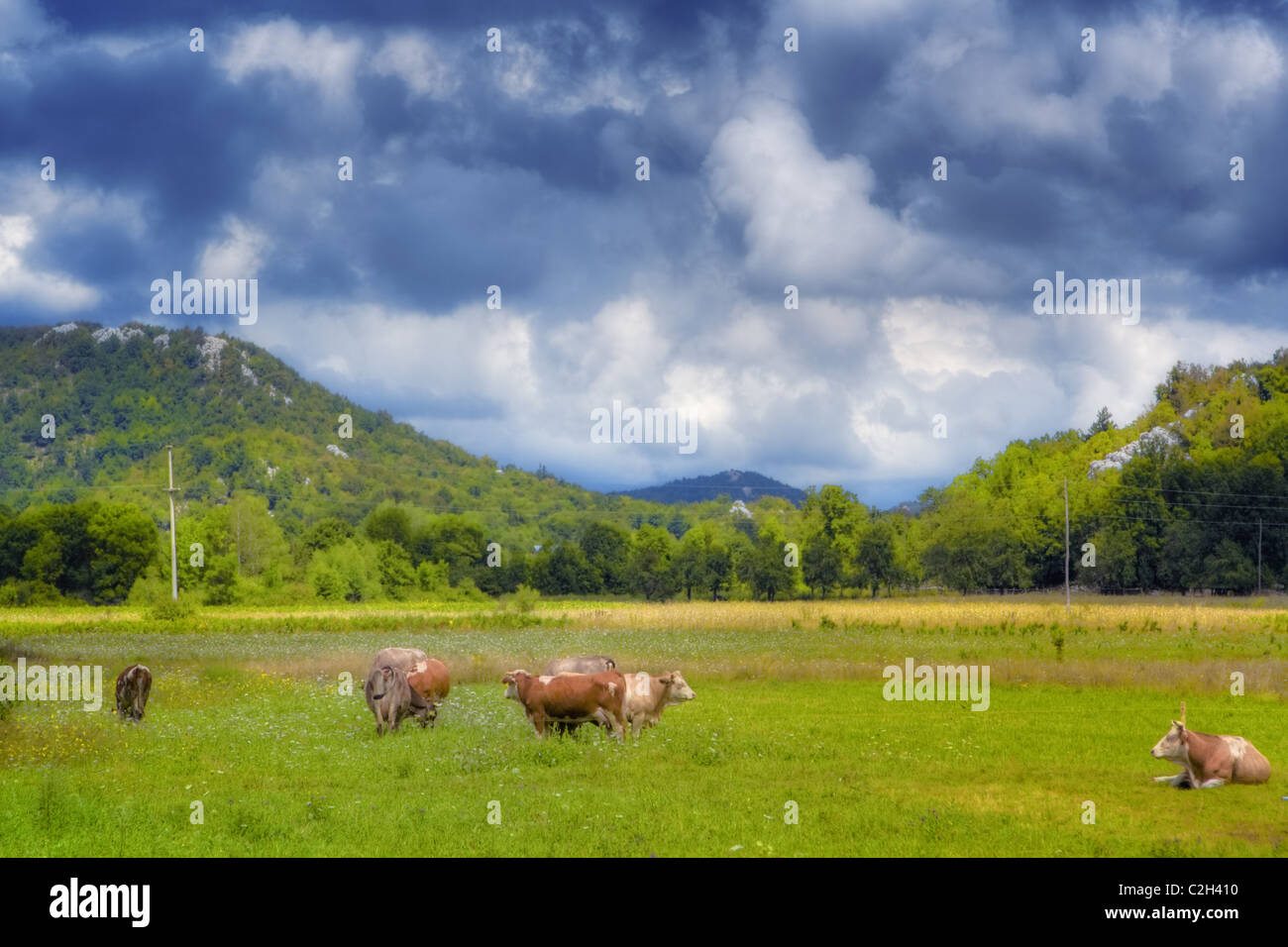 Cows on a meadow on a sunny spring day Stock Photo