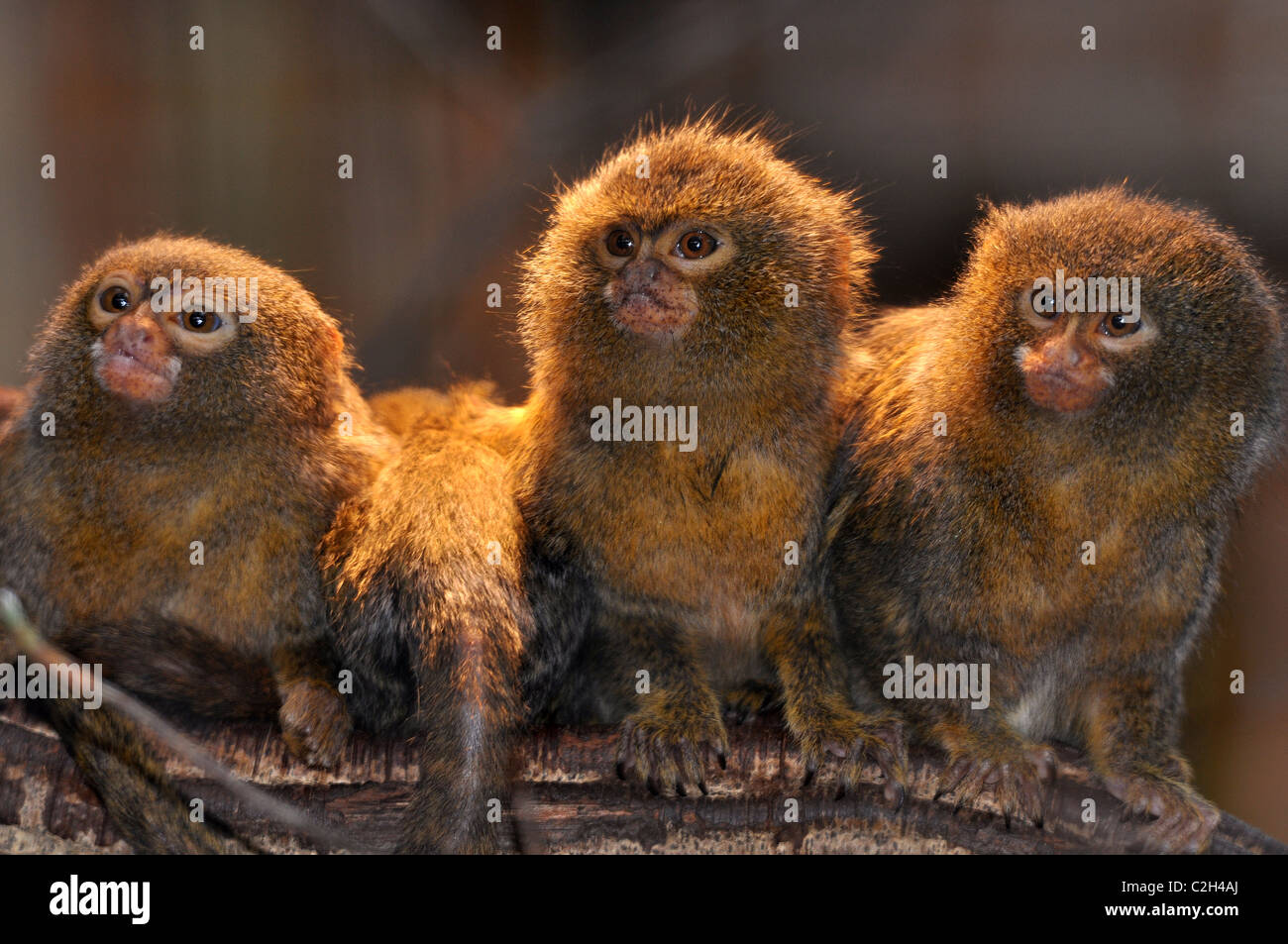 Pygmee-oeistities Callithrix pygmaea monkey Stock Photo