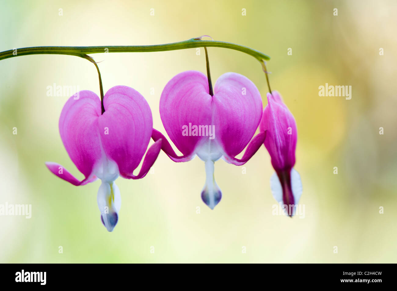 Dicentra Spectabilis -  Bleeding Heart, Loves Lies Bleeding Stock Photo