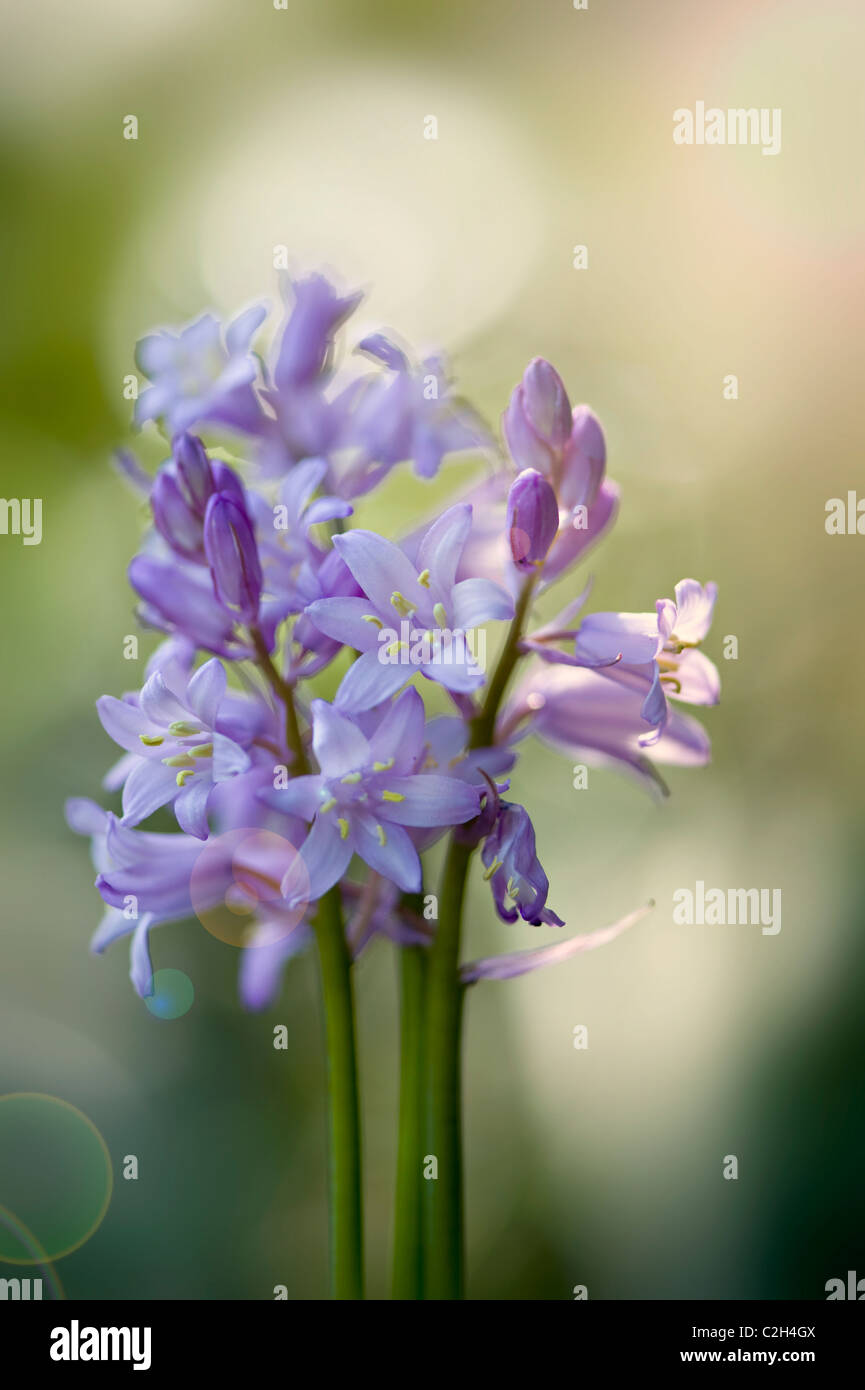 Close-up image of the beautiful spring flowering Spanish Bluebells also known as Hyacinthoides hispanica Stock Photo