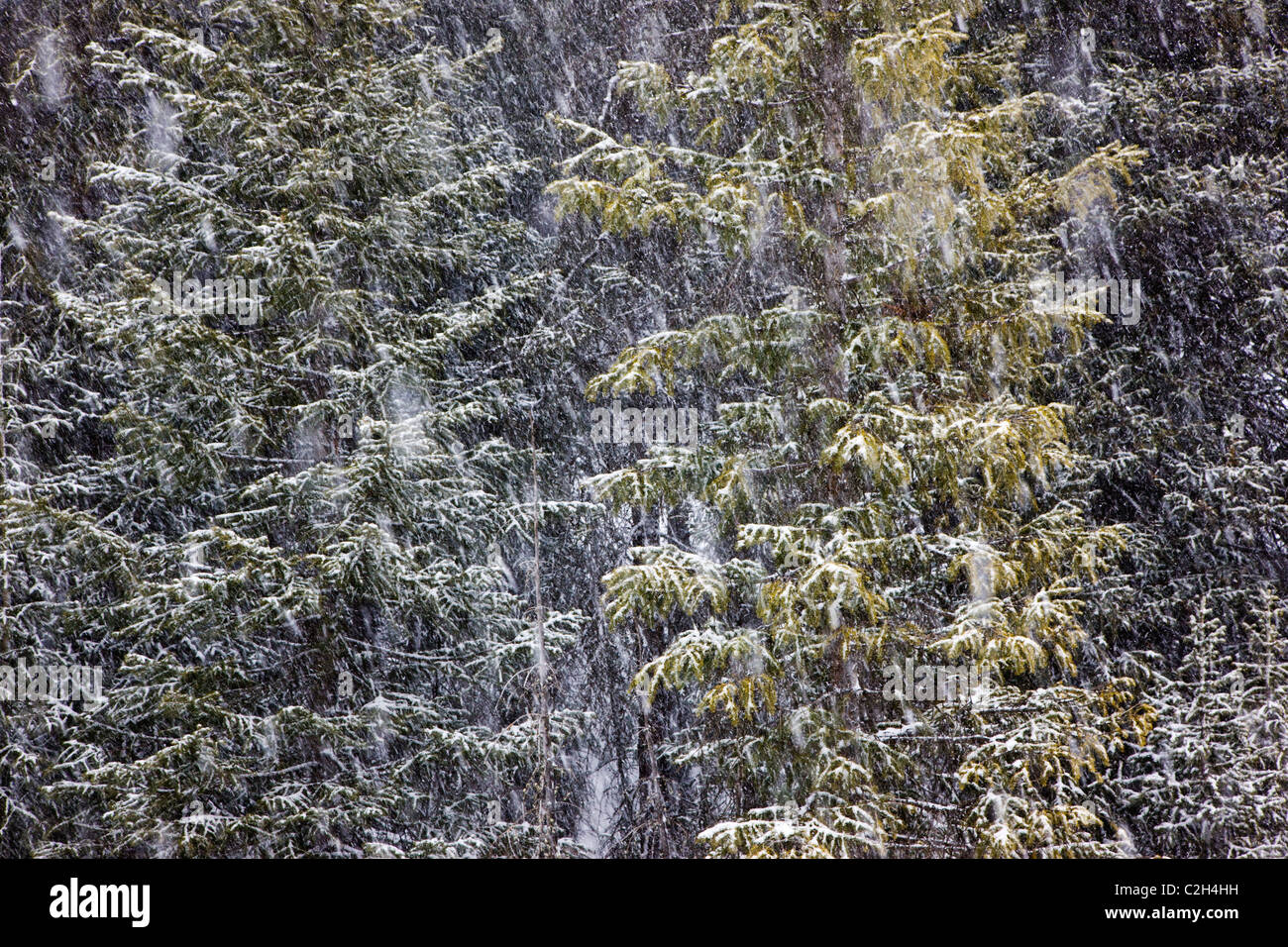 Close up of evergreen trees in spring snowstorm along Cement Creek, Colorado state highway 110, near Silverton, Colorado, USA Stock Photo
